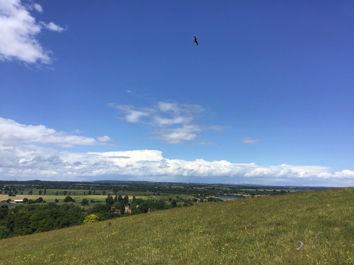 jaynesvoice's tweet photo. Next up, the famous @earth_trust #wittenham #clumps, a restored #wildflower #meadow where people and biodiversity share the same habitat #NationalMeadowsDay #MentalHealthMatters #green #economy @SouthOxon @OxfordshireCC #Oxfordshire https://t.co/B2OcWXiuYB