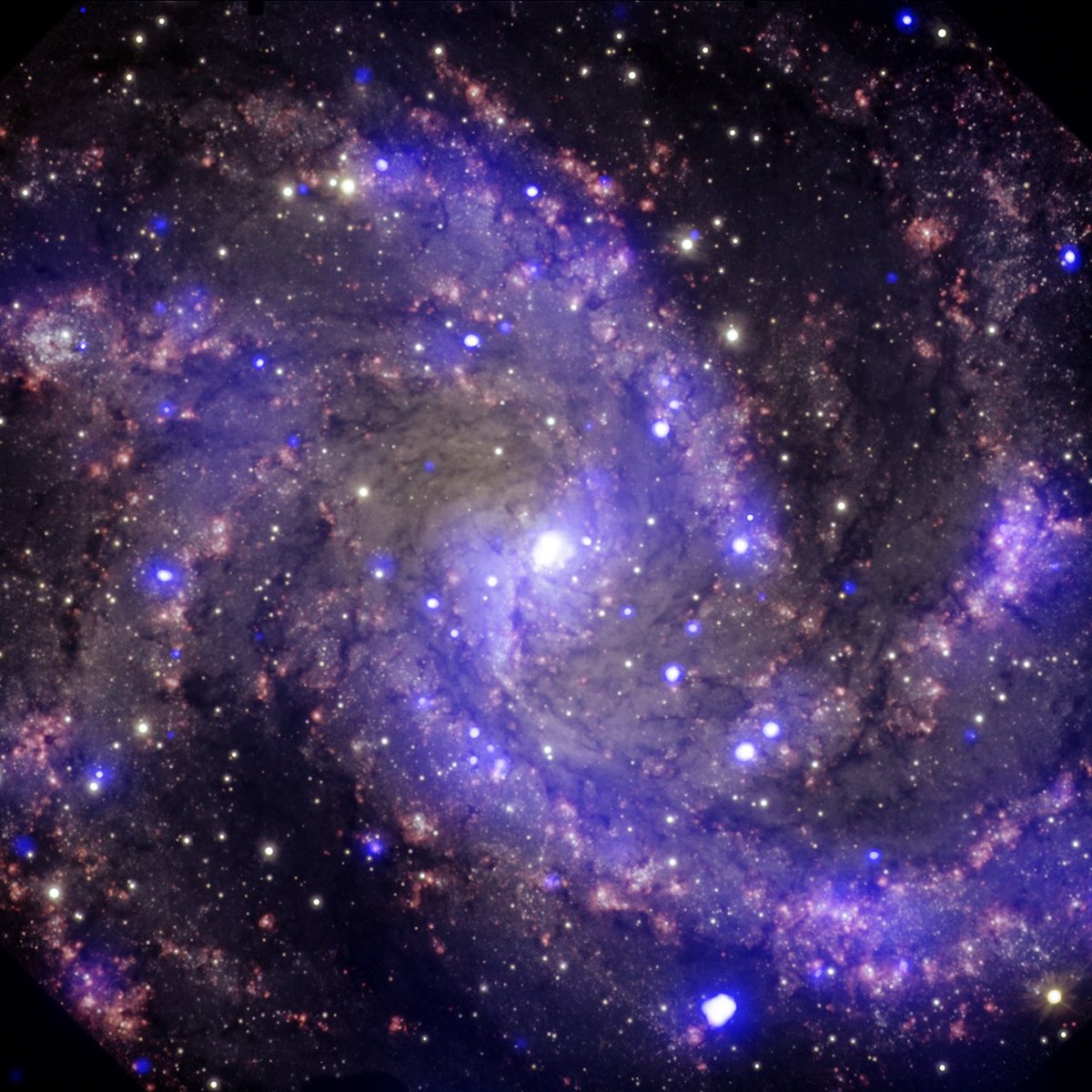 chandraxray's tweet photo. At least 10 supernova explosions have occurred in NGC 6946 since the early 20th century, earning it the nickname the #Fireworks Galaxy. Located about 22 million light years from Earth, this spectacular spiral galaxy is roughly 40,000 light years across. #4thOfJuly #4thofJuly2020 https://t.co/OmOaH7oGtV
