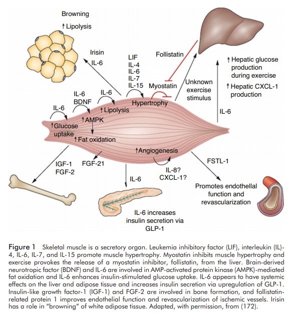 IberianCitizen's tweet photo. El músculo como órgano secretor y su relación con la salud #citoquinas #Mioquinas #Interleucina #IL6 #BDNF #IL7 #IL8 #IL15 #LeukemiaInhibitoryFactor y otros asuntos #PuraMedicina
https://t.co/dKQBbbjQh0
https://t.co/sCaPwIJcYK https://t.co/vgqTEFpImY