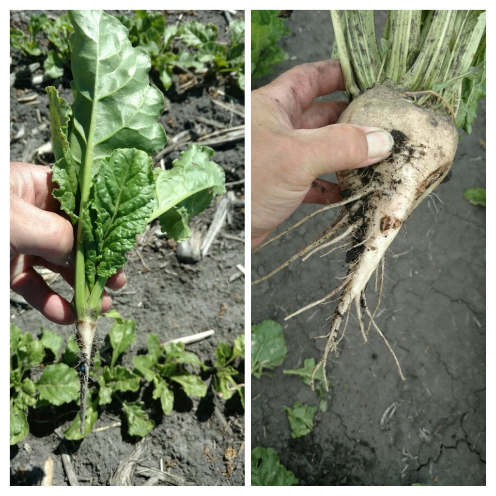 klosterman_tom's tweet photo. One month of growth @Betaseed1
#grow2020 #beets
#gorder https://t.co/2TKnDx5Yvu