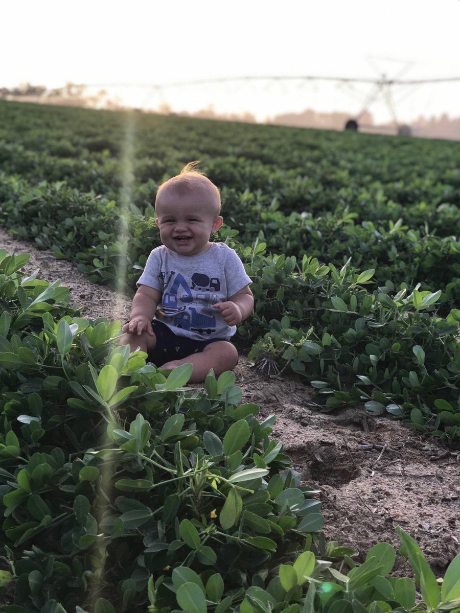 Even though it's a holiday weekend, farmers are still hard at work. Farming is a family affair, so be sure to thank a farmer &amp; their family for all they do to provide your holiday festivities with food 🥜 Happy 4th of July 🎆
📸 Oliver &amp; Son Farms - Wayne Co. Ga.
#gapeanuts