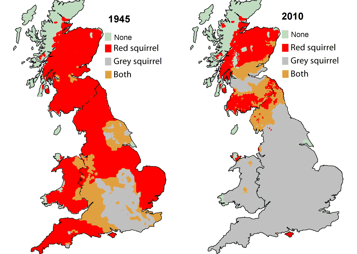 RED SHRINKS FROM GREY

Like the last ember
In a swamp cold morning-after ashes,

Like the tail light 
Of a sprightly old lady's bicycle
Losing her slowly in the fog.

A poem by Stuart Medland lamenting #redsquirrel extinction