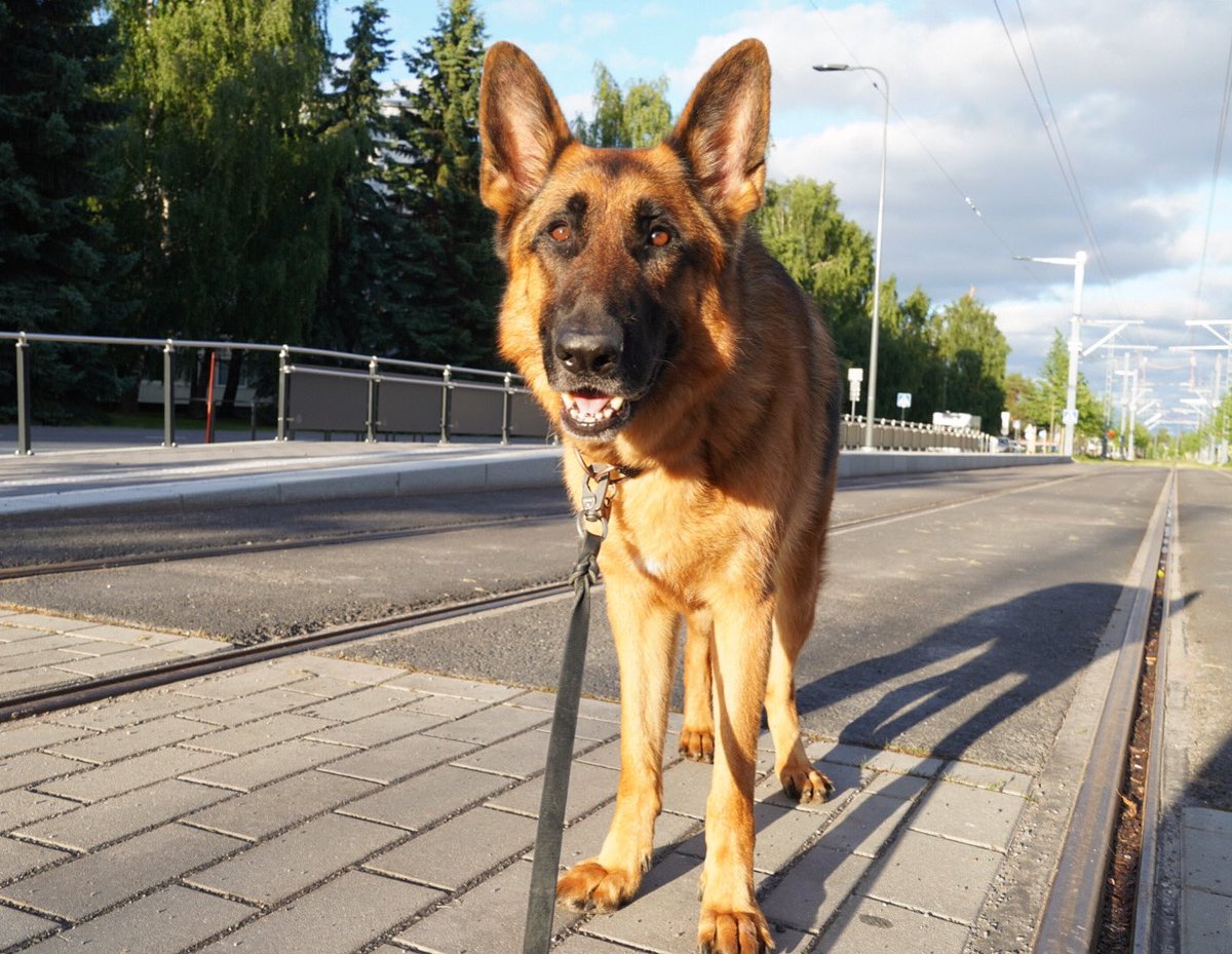 Tiedättekö muuten, mikä elukka jättää tämmöset jäljet? No Tampereen Ratikka tiätty! 

⚠️ Ratikan koeajot on ny alkanut, eli olkaas tarkkana, kun ylitätte raiteita. Aina ennen ylitystä vilkastaan kaikkiin suuntiin, ja pidetään silmät ja korvat auki! 

Yhteistyössä <a href="/TampereRatikka/">Tampereen Ratikka</a>