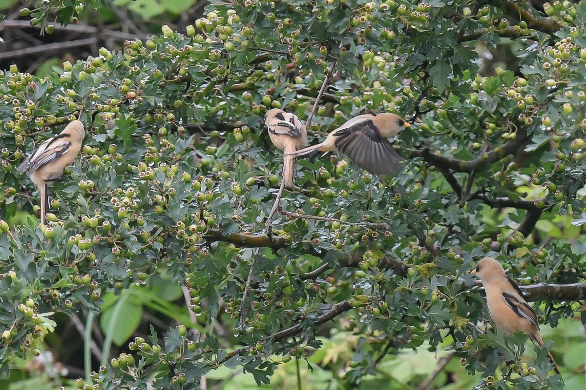axbret's tweet photo. @teesbirds1 beared tit,s dorman,s today. https://t.co/rzbmt7VPJM