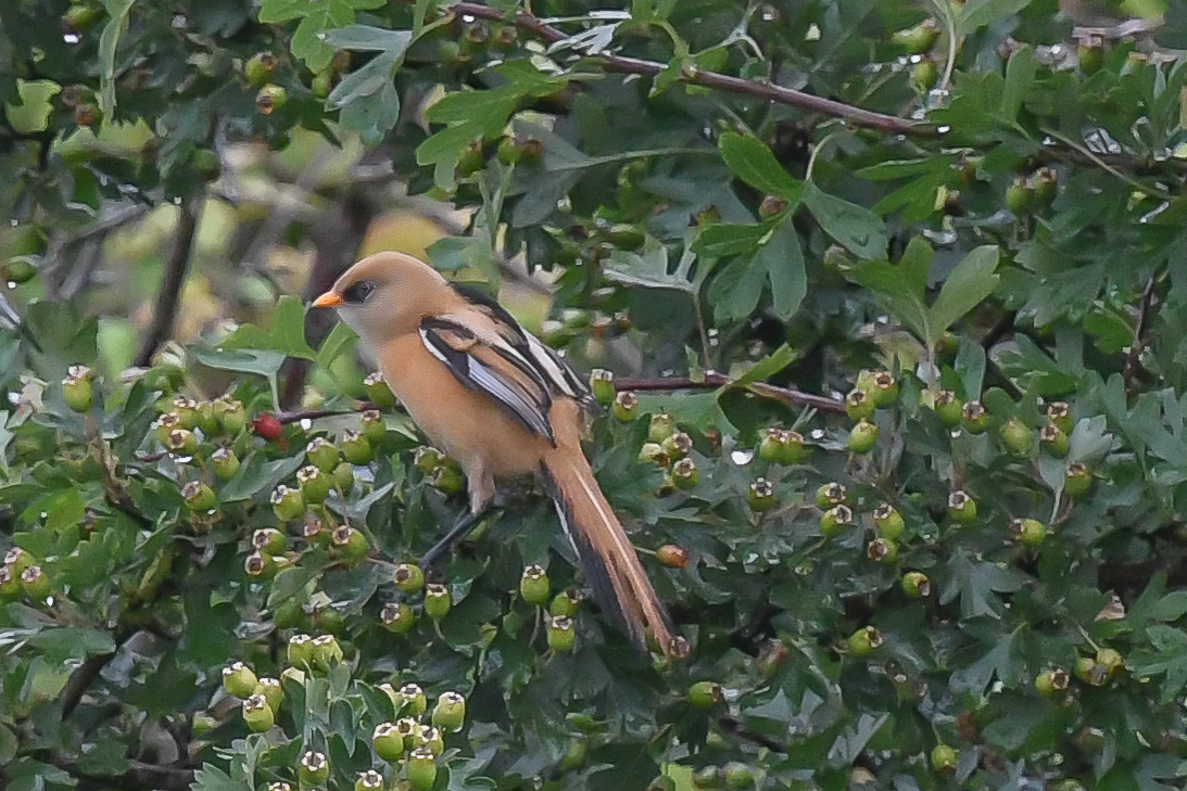 axbret's tweet photo. @teesbirds1 beared tit,s dorman,s today. https://t.co/rzbmt7VPJM