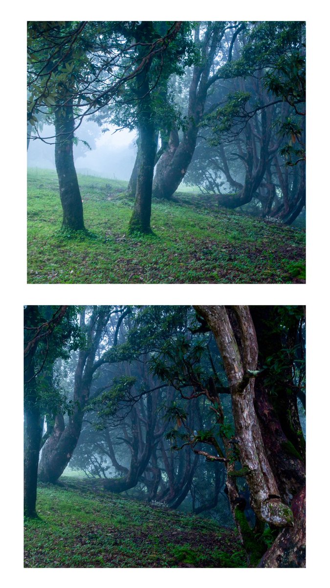 ManzFotography's tweet photo. "All our wisdom is stored in the trees." 

#trees #treesofinstagram #forest #nature #forestphotography #naturephotography #naturelovers #naturegeography #nature_perfection #green #manzfotography #natego #natgeotravel #yourshotphotographer #travelphotography https://t.co/cPxOEEGdY9
