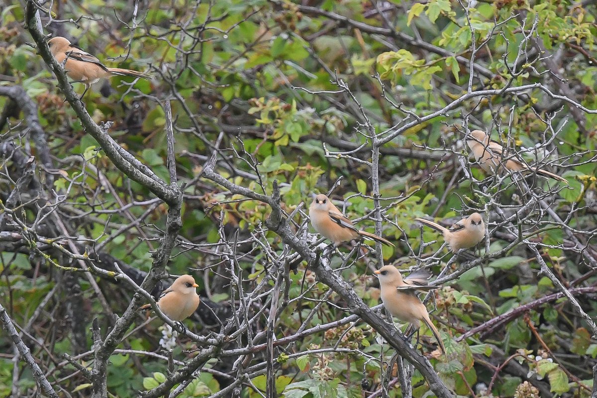 axbret's tweet photo. @teesbirds1 bearded tit,s today dorman,s https://t.co/rWUHCg7IiL