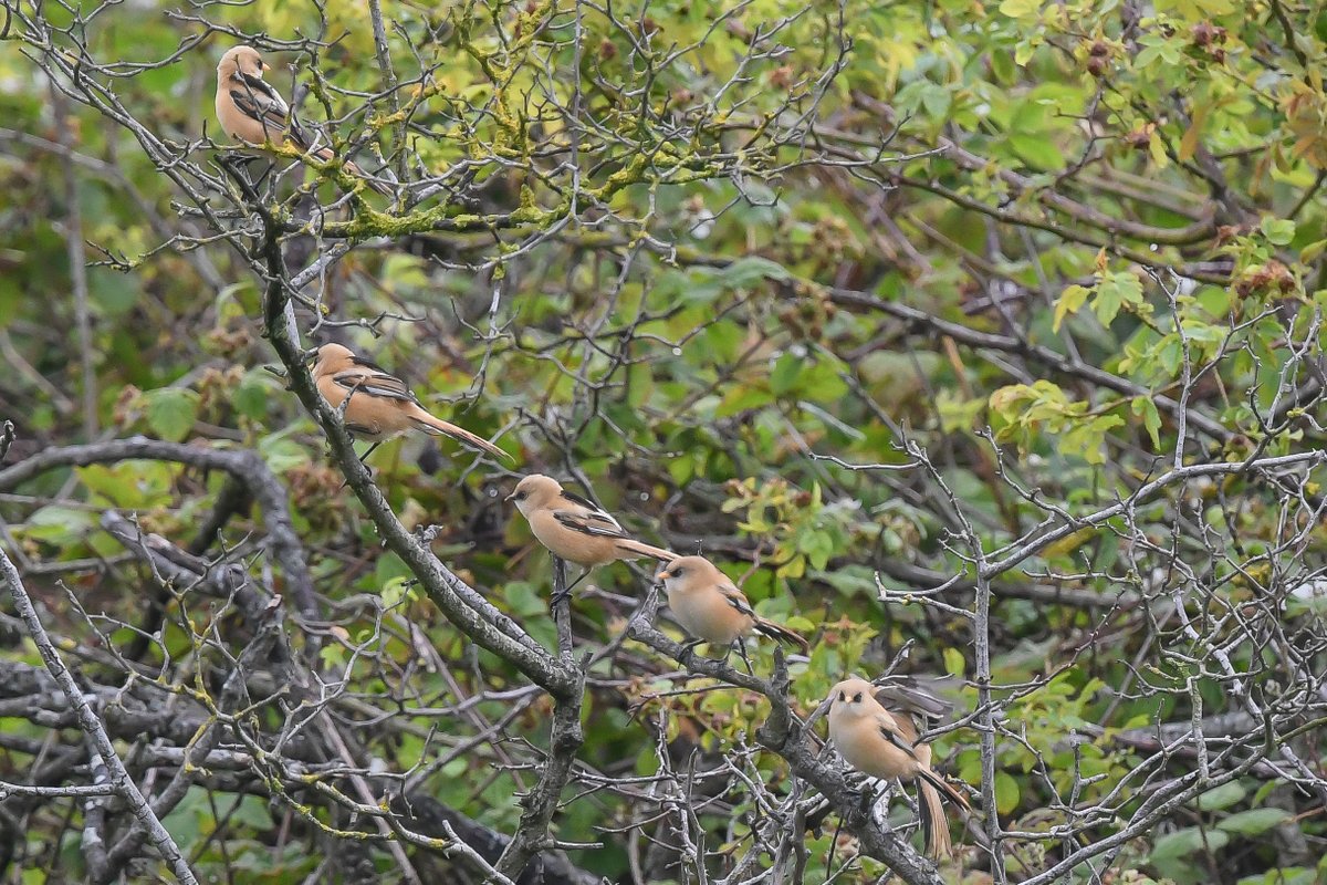 axbret's tweet photo. @teesbirds1 bearded tit,s today dorman,s https://t.co/rWUHCg7IiL
