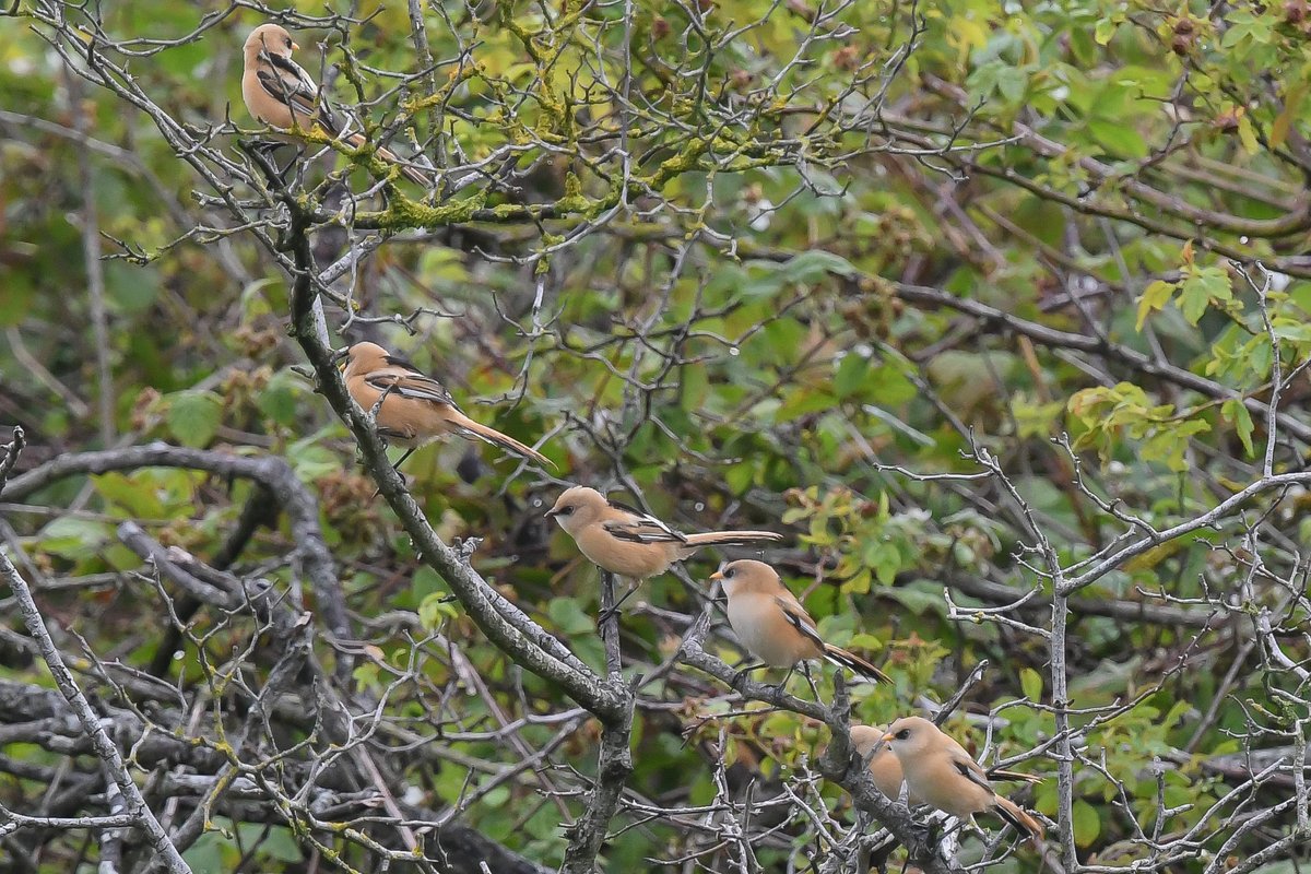 axbret's tweet photo. @teesbirds1 bearded tit,s today dorman,s https://t.co/rWUHCg7IiL