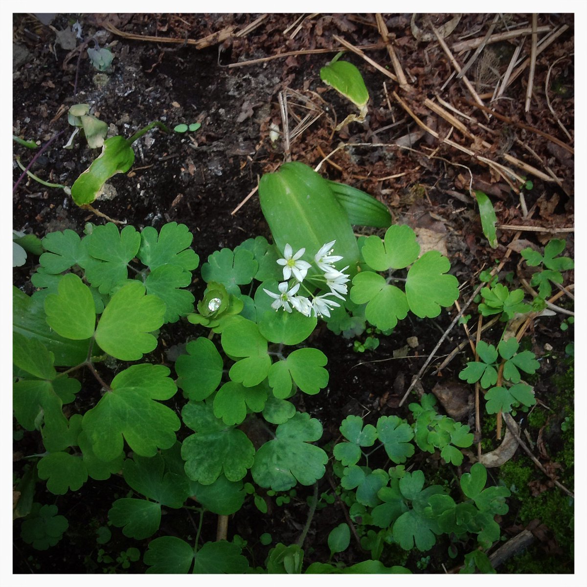 Hal_Duncan's tweet photo. Day 112 of #100DaysOfPlants and it's wild garlic, this wee batch planted by @ThatGraceKing from the neighbouring close in Laburnumley. Courtesy of @SDennett, there's some more over in Undercherry now too, so wur woodland aesthetic game is getting stronger & stronger. https://t.co/sHEXPaE8bg