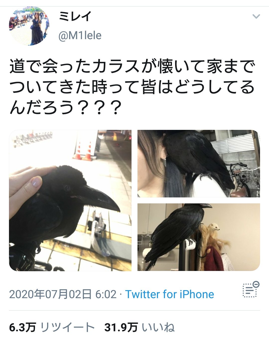 チョビ之助 4 No 5287 餌付けしておいて しれっと 道で会ったカラスが懐いて家までついてきた時 とか言ってるし カラス連れ去り カラスのひな誘拐問題 T Co Kukdf79lsc Twitter