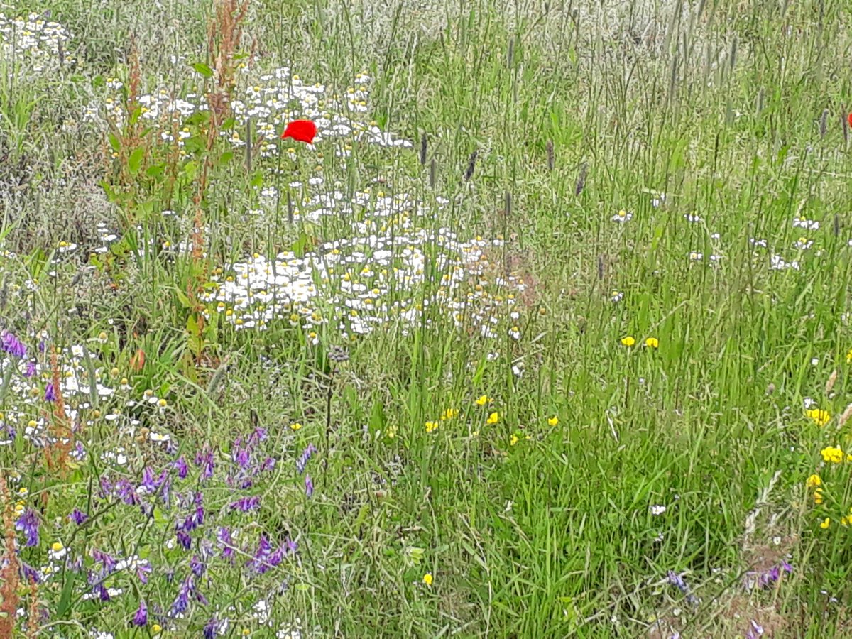 Wilde schöne Natur und sogar schon ein erster Sommersteinpilz!!🌺😊