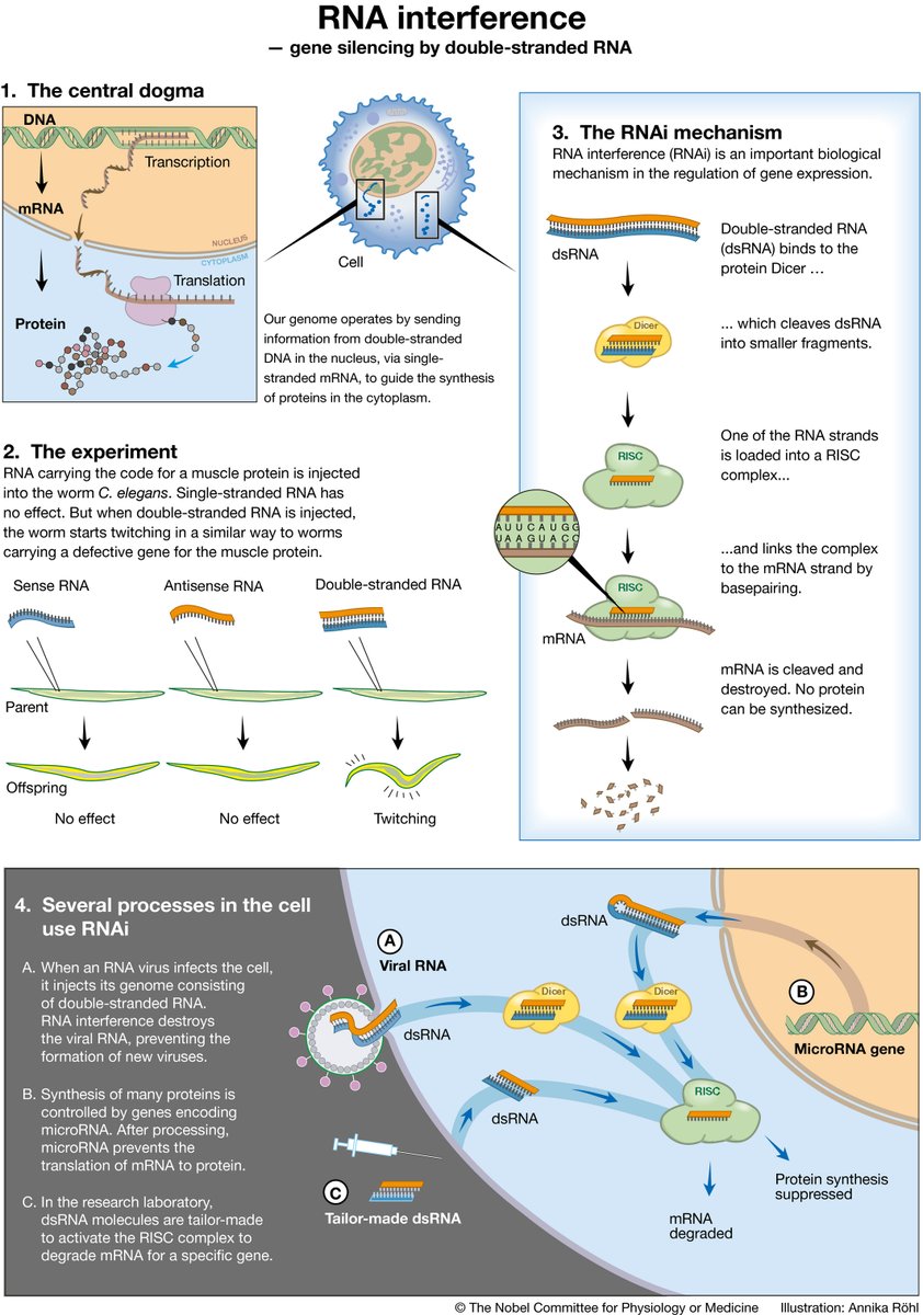 rnomics's tweet image. RNA to the rescue: RNA is one of the most promising targets for drug development given its wide variety of uses embopress.org/doi/full/10.15…