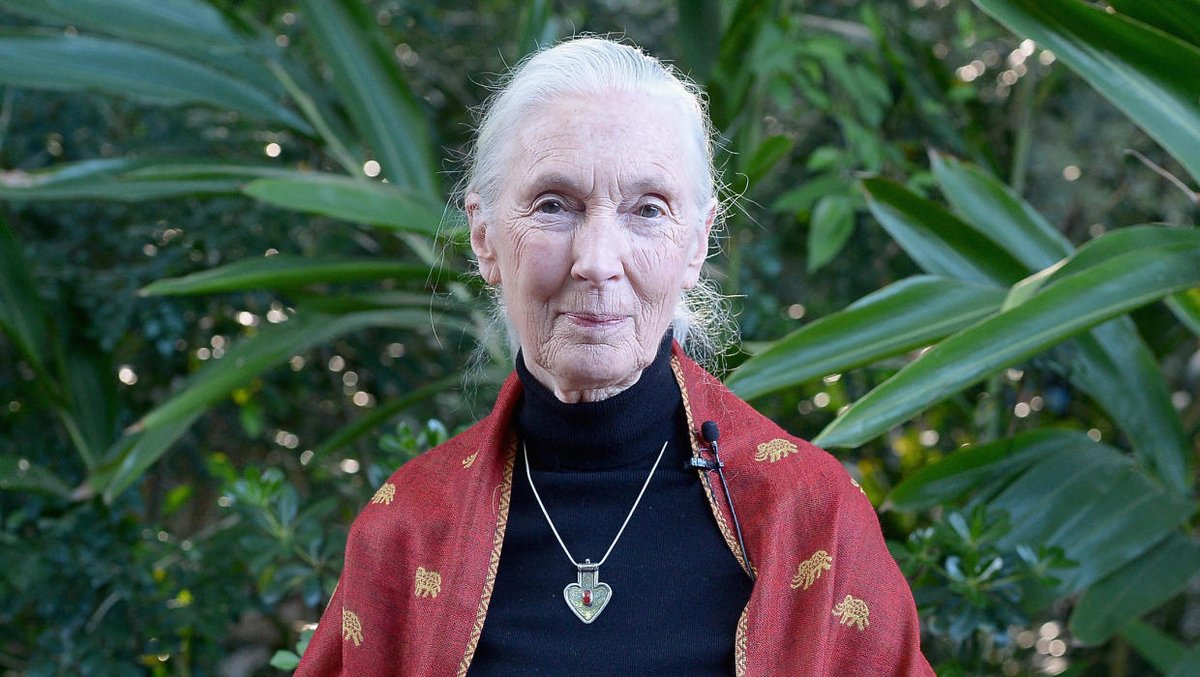 Jane Goodall on conservation, #climatechange and #COVID19: "If we carry on with business as usual, we're going to destroy ourselves." More at: ow.ly/Owwf50ApHhw