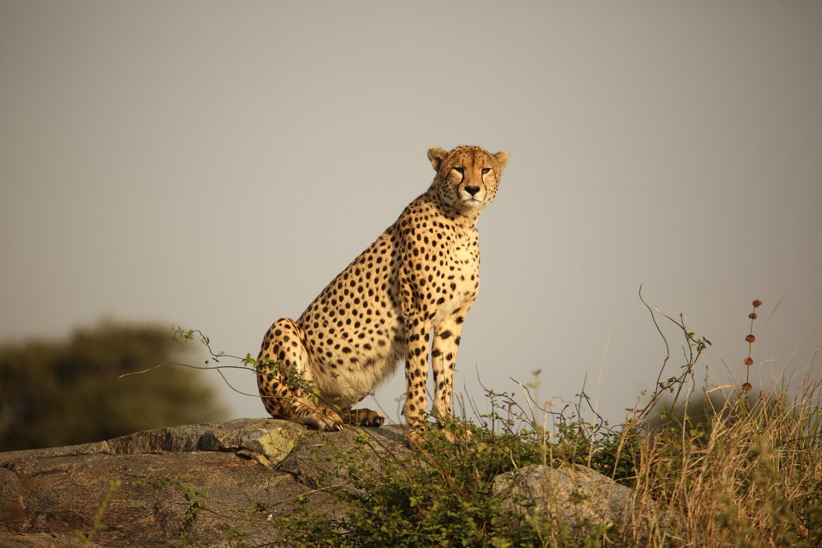 SerengetiCheeta's tweet photo. The hunky #Bradley was found near Boma lately. He's still in a very good shape!
#serengeticheetahs #cheetahswemonitor #bradleycooper #brad #handsomehunk #serengeticheetahptroject #thewcs #zsllondonzoo
@SarahMDurant @WCSTanzania @OfficialZSL @cheetahdefender @ZSLconservation https://t.co/wLwDOWKunr