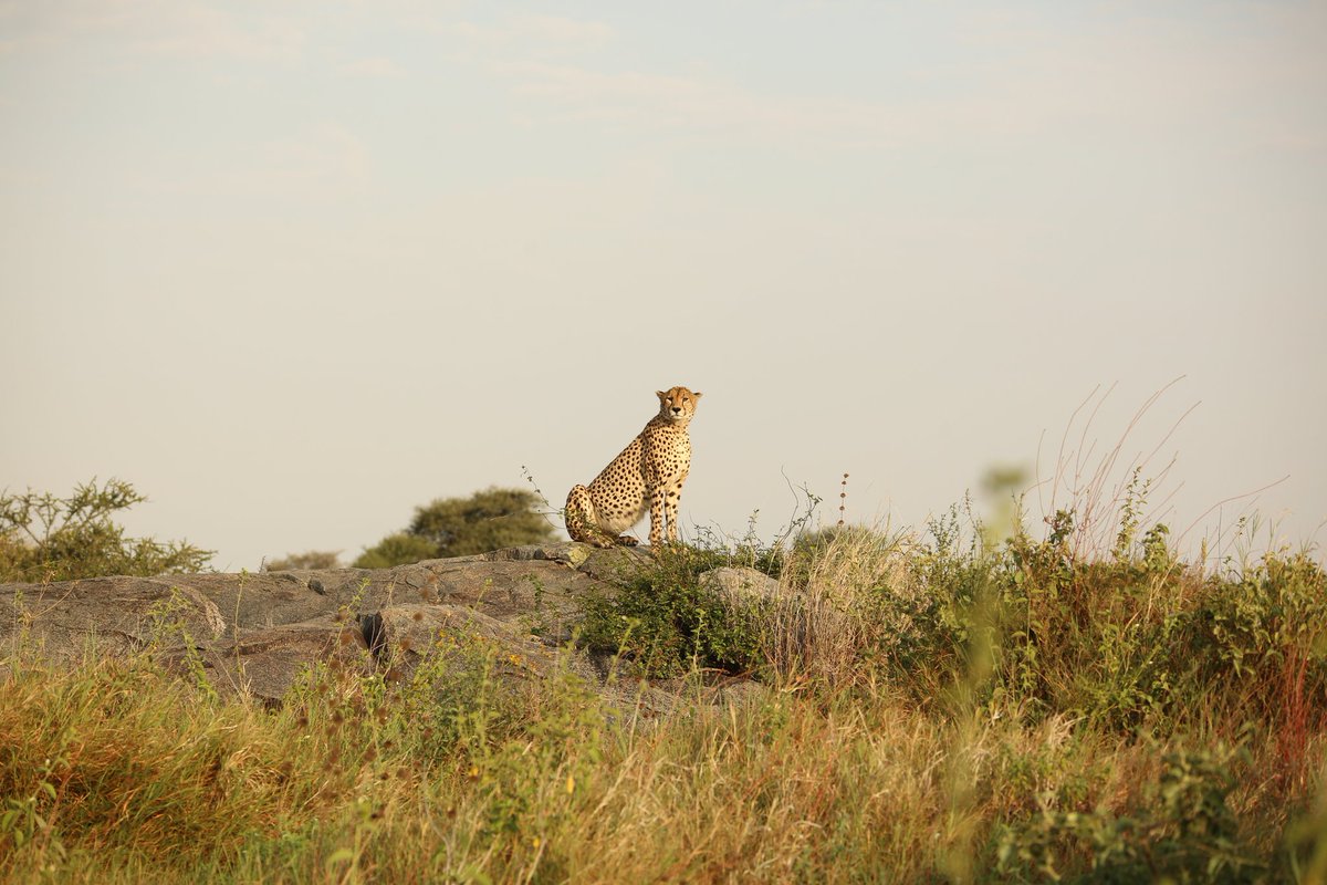 SerengetiCheeta's tweet photo. The hunky #Bradley was found near Boma lately. He's still in a very good shape!
#serengeticheetahs #cheetahswemonitor #bradleycooper #brad #handsomehunk #serengeticheetahptroject #thewcs #zsllondonzoo
@SarahMDurant @WCSTanzania @OfficialZSL @cheetahdefender @ZSLconservation https://t.co/wLwDOWKunr