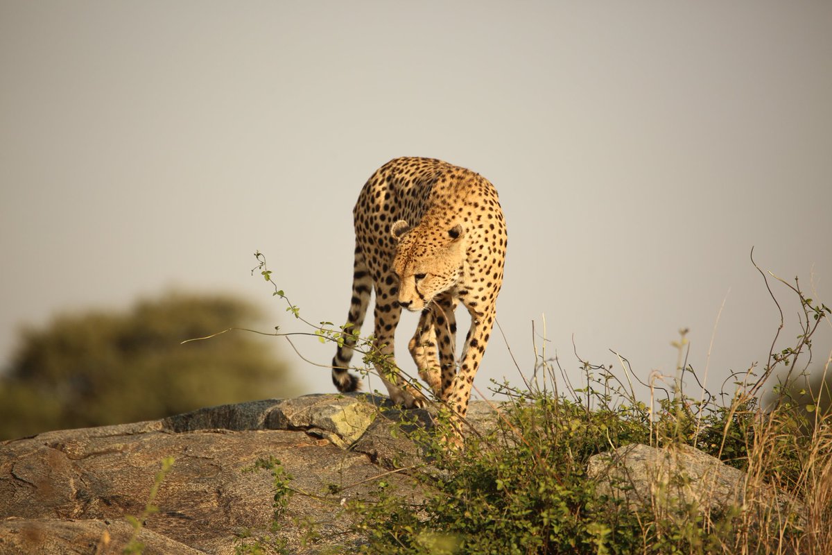 SerengetiCheeta's tweet photo. The hunky #Bradley was found near Boma lately. He's still in a very good shape!
#serengeticheetahs #cheetahswemonitor #bradleycooper #brad #handsomehunk #serengeticheetahptroject #thewcs #zsllondonzoo
@SarahMDurant @WCSTanzania @OfficialZSL @cheetahdefender @ZSLconservation https://t.co/wLwDOWKunr