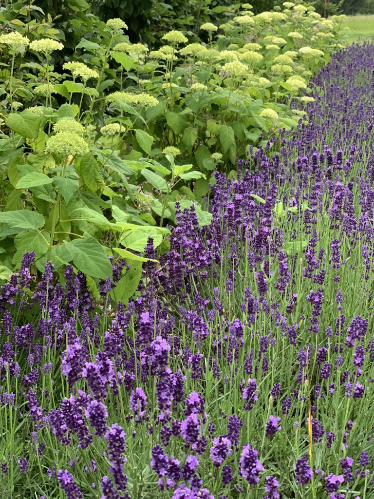 theFamilySK's tweet photo. Hydrangeas introduce soft notes of mellow green, a wonderful foil for the blue & purple hues of #lavender 💜
#lavenderflowers #hydrangea #hydrangeaannabelle #gardening #summergardendays #flowers #scentedflowers https://t.co/dkYMhPOaoL