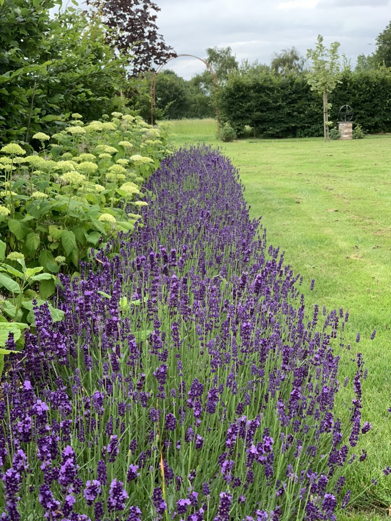 theFamilySK's tweet photo. Hydrangeas introduce soft notes of mellow green, a wonderful foil for the blue & purple hues of #lavender 💜
#lavenderflowers #hydrangea #hydrangeaannabelle #gardening #summergardendays #flowers #scentedflowers https://t.co/dkYMhPOaoL