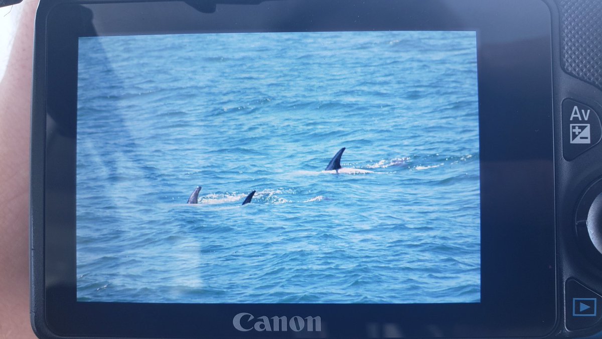 Four marine mammals spotted on this trip so far! Here's to more! (7/4/2020)  #mammalwatching  #wildlifephotography