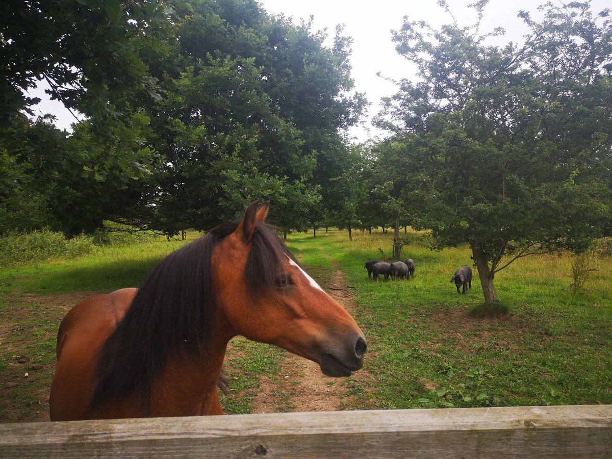 Em_Rose14's tweet photo. On donkey duty #farming #welshblackcattle #largeblack #pigs #bulls #wildpony #gelligaercommonpony #rewilding #suffolkcountryside #norfolkcountryside https://t.co/AaXIyLRWLo