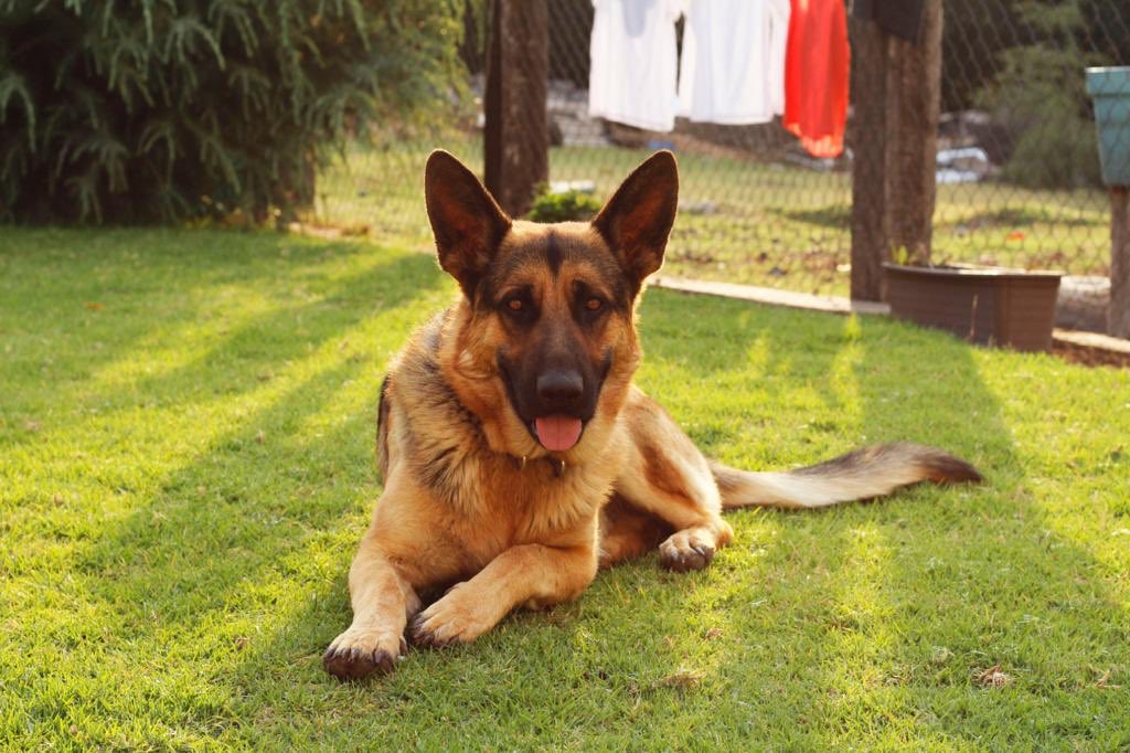 Osvaldo Avila tweet media