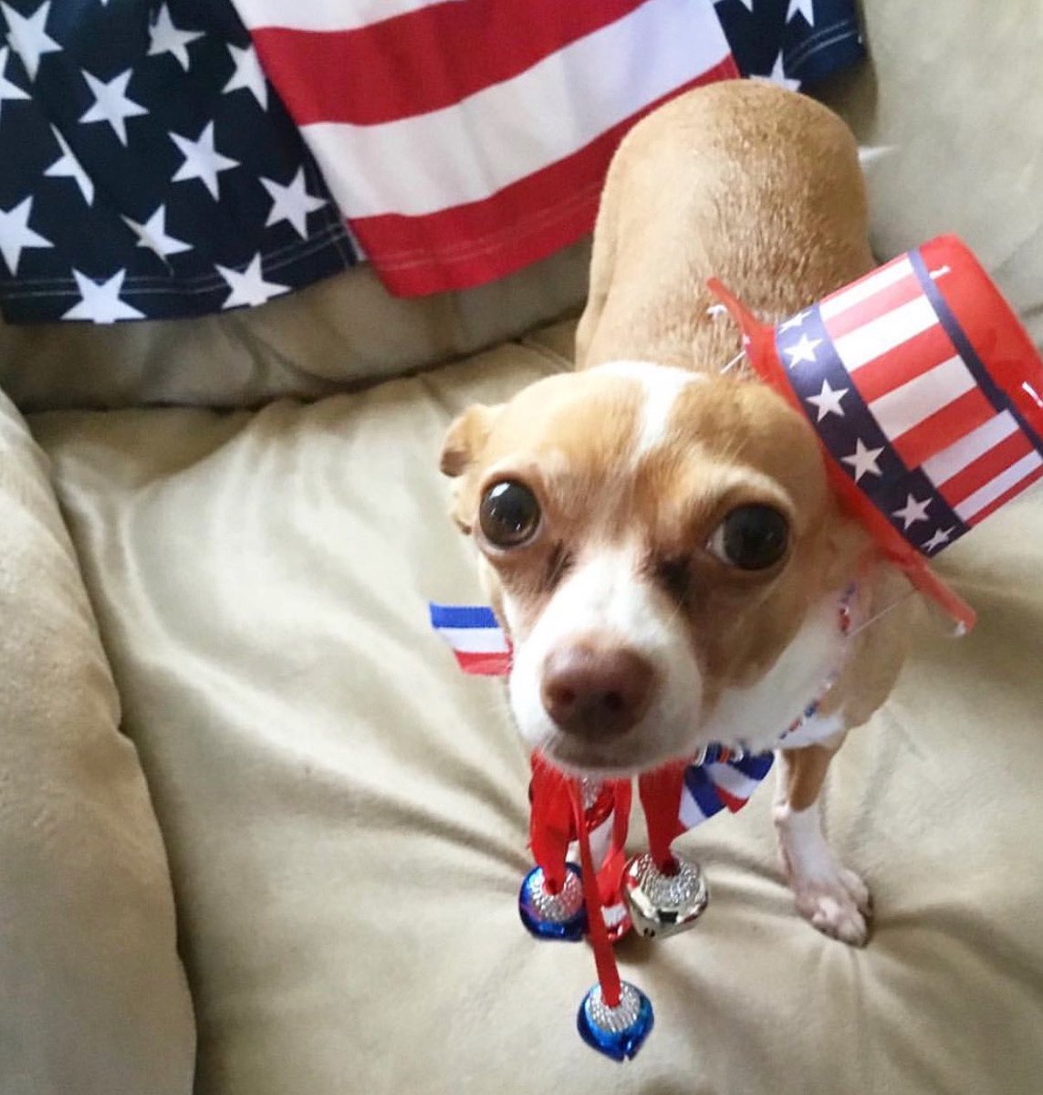 Happy 4th! #Chihuahua #rescue <a href="/NSHumaneSociety/">Northshore Humane Society</a>