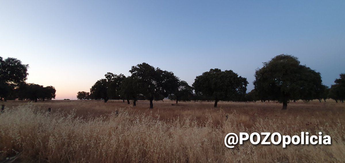 POZOpolicia's tweet photo. 🌜Despedimos la tarde, y damos la bienvenida a la noche de sábado en #pozoblanco con estas bellas fotos de nuestra dehesa cordobesa❤

🎉 Disfruta de la noche con conocimiento y responsabilidad🙏 https://t.co/CZcWotZkRh
