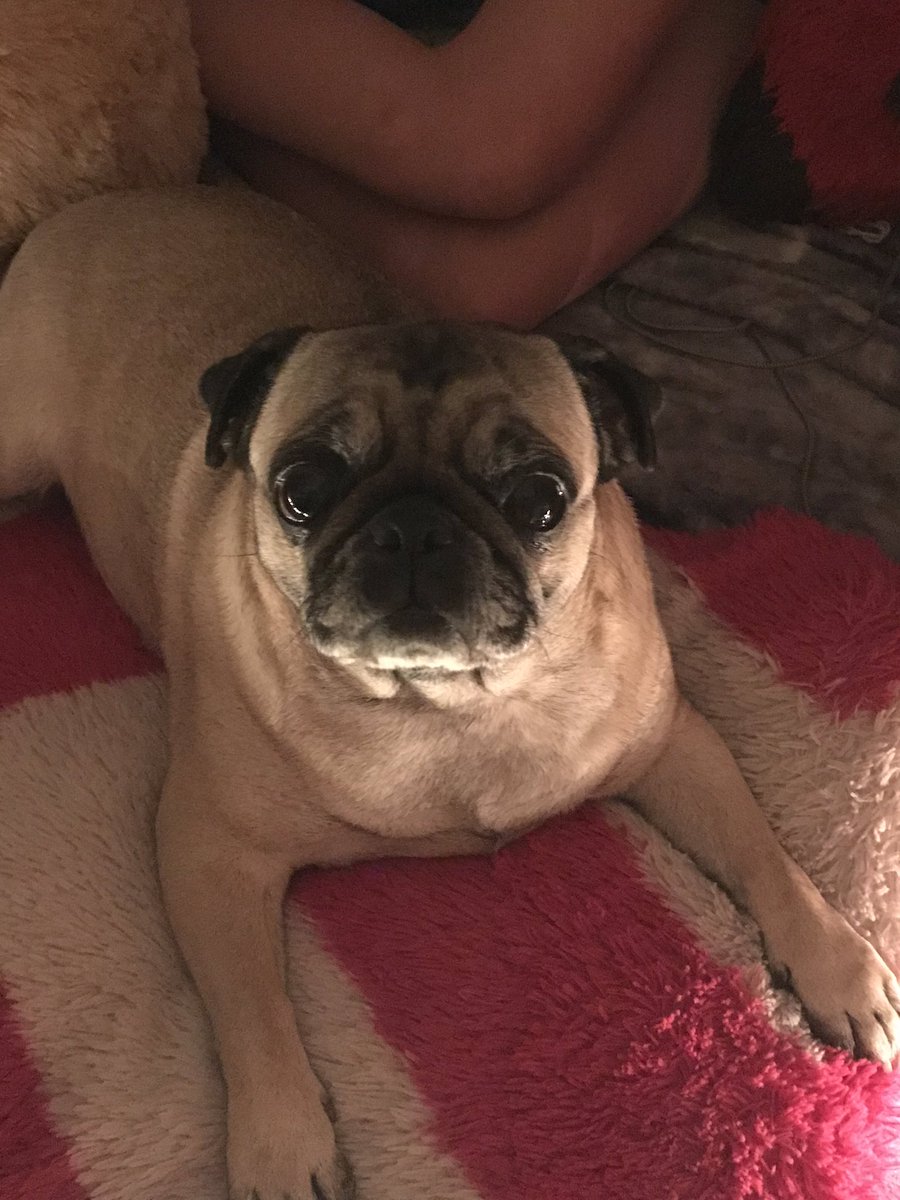 stripper_val's tweet photo. My dog is the love of my life and nobody has made me happier than she does ╰(*´︶`*)╯♡ https://t.co/P54Z3mrEpD