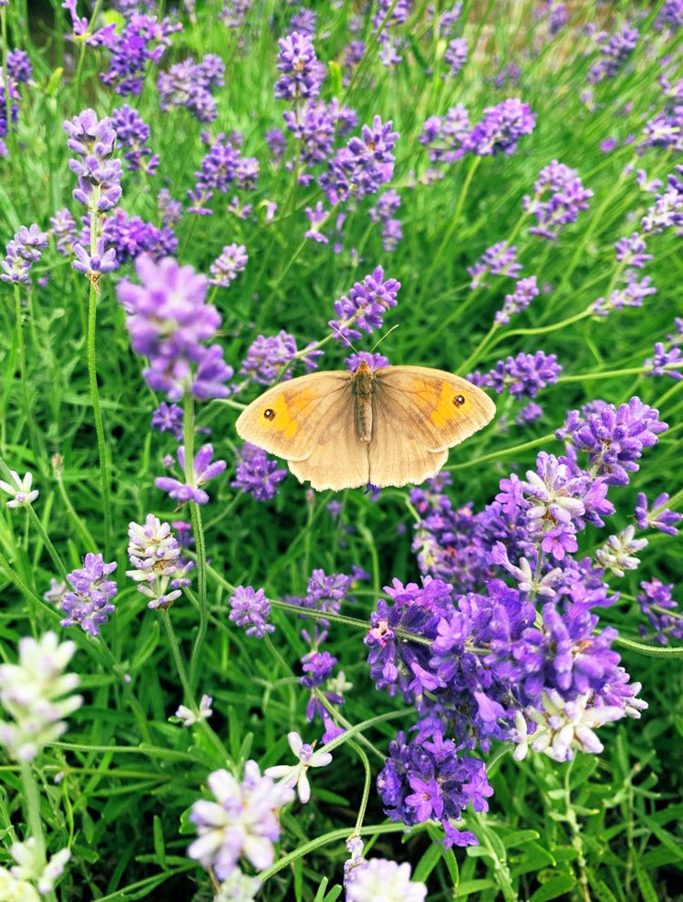 ladylolipops's tweet photo. Lavandula angustifolia #dwarflavender #littlelady #dustymeadowbrown #Butterflies #NaturePhotography #amateurphotography #photography #nature #flowers #butterfly https://t.co/dbL709QAi2