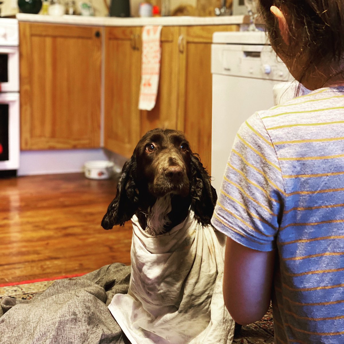 issarobson's tweet image. Ear wash 🧼 day #FieldSpaniel no she doesn’t like it. Yes I am feeding her apple 🍎.