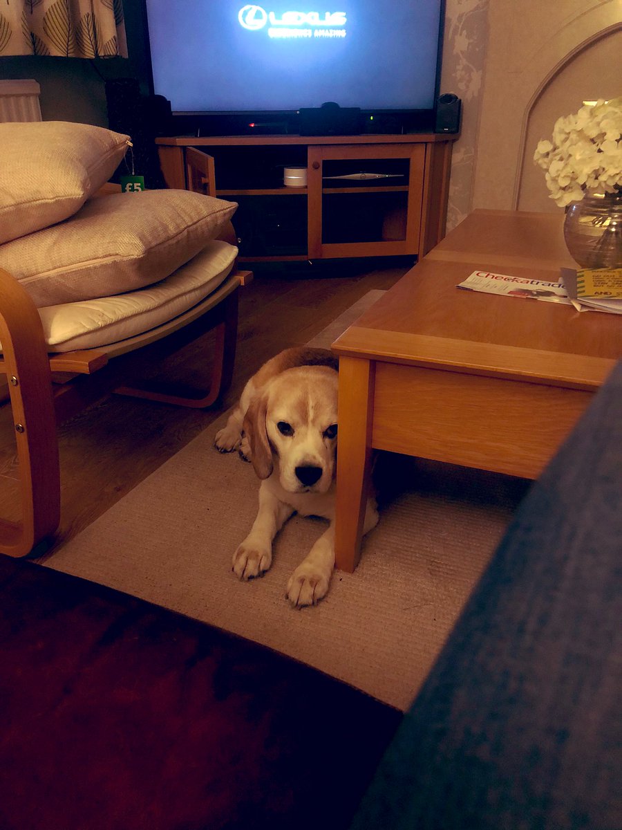 StanleyBeagle07's tweet photo. The tactic of ‘staring until she gives in’ has never worked on this human. She is strong willed, but so am I. I Can keep this pitiful stare up for hours... 💪🏻😏 https://t.co/DBibLVDawp