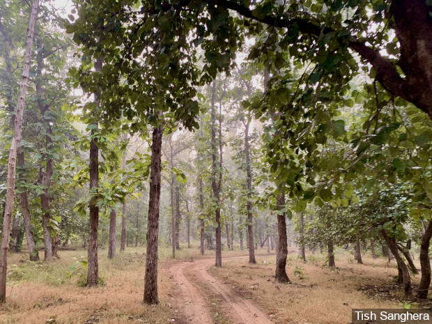 ISignalOfficial's tweet photo. Protecting tigers “is an imperative”: PM Modi, April 2016. Months later, his government granted wildlife clearance to the Ken-Betwa project, which will submerge 4,141 ha of Panna Tiger Reserve. Our report supported by @pulitzercenter: https://t.co/f2wvLm9zM7
#EnvironmentUndone https://t.co/dbYsGVpwhc