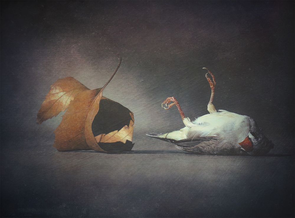 ImagesWithStories tweet media