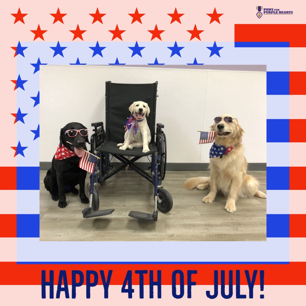 Paws4Sa's tweet photo. Land of the free because of the brave 🇺🇸 

Thinking of you and your families on this Independence Day. We wish everyone a safe and healthy holiday weekend!

#pawsforpurplehearts #servicedogsintraining #happybirthdayamerica #socialdistance #healthandhappiness https://t.co/Nl2IB2SsVi
