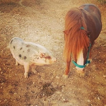 Animals_Feel's tweet photo. 🐴Joy ya se encuentra en su nuevo hogar, adoptado por la misma familia que adoptó a Rouse, una cerdita salvada de ser sacrificada.
Joy fue rescatado después de pasar 18 años encerrado en una jaula, sucia y sin apenas espacio.
Desde hoy empieza una nueva vida🥰 https://t.co/i5O89qTOmc