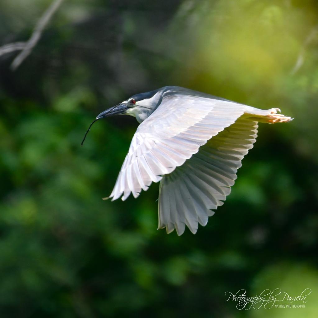 photos96743's tweet photo. Building a nest one twig at a time.
#photographybypamela808 #blackcrownednightheron #hawaiibirds #birdsinhawaii #buildinganest #nestingmaterials #nestbuilding #birdsinflight #birdsinflightphotography #wildlifephotography #birdphotography #ilovebirds #birdwatching https://t.co/BNBYyNf0PK