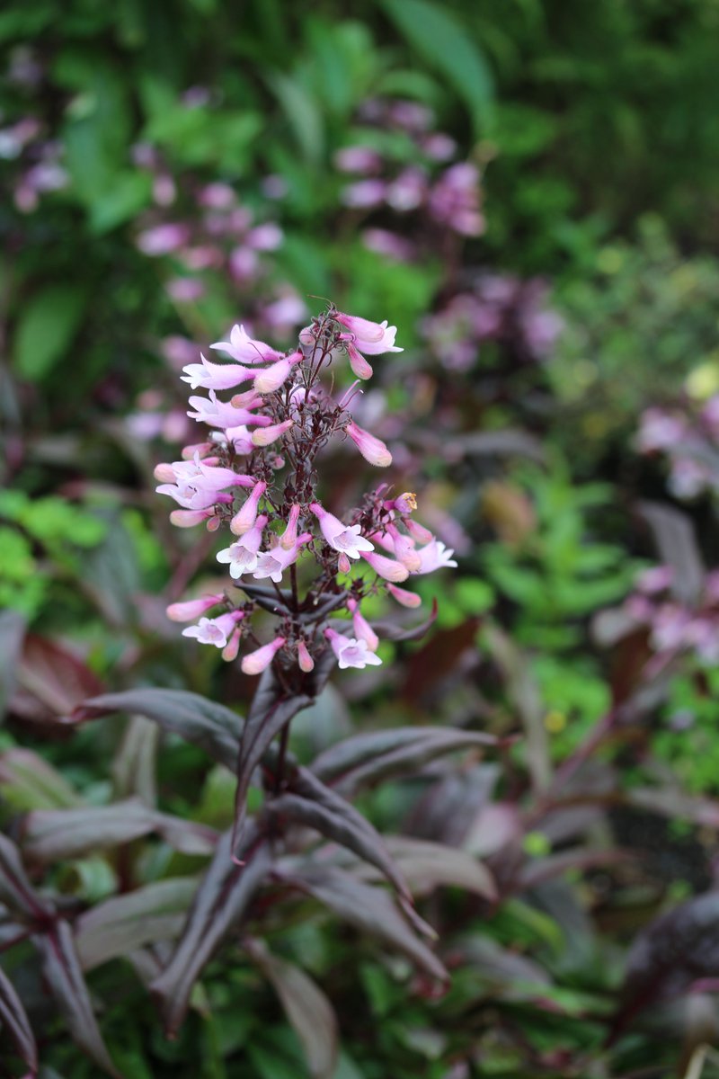 On the left we have agastache which is in the mint family and pumps out lots of nectar. There are "hummingbird mints" that are pink and orange flowering agastache. And on the right, another penstemon. Love the dark foliage on this cultivar.
