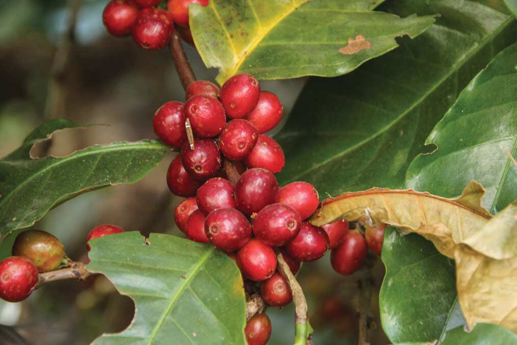 ThaungTun20's tweet photo. Eureka! Outstanding organic  coffee from Ywar Ngan, Shan State. In the past ,Myanmar was hardly on the radar screen of coffee connoisseurs. What a difference a few years make! Now Myanmar coffee is receiving rave reviews &amp; turning heads!Photo: https://t.co/74tMjbAyOw &amp; fb https://t.co/mo5pL9ieIX