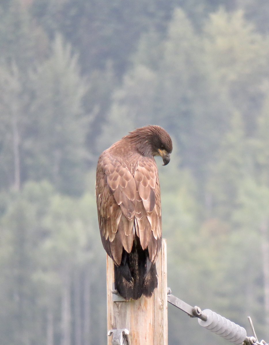 July 4th Gifted today with the presence of this fledgling Eagle learning to fly. We must keep working for the change &amp; reconciliation addressing the pain of systemic racism gripping America today. Only then will this great bird be the appropriate symbol of this nation