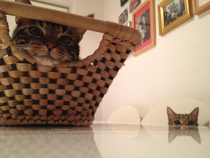 Susan's Cats of The Day are siblings, Frank and Betty!

Thanks for sharing this pic of your feline friends, <a href="/SharonsArk1/">Sharon's Ark</a>.