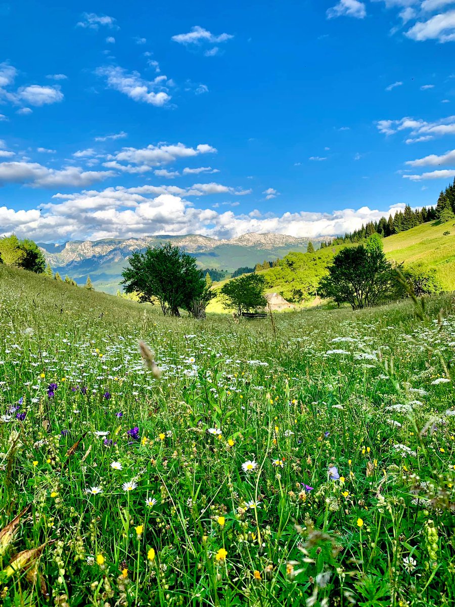 Happy #NationalMeadowsDay!
Help us raise awareness of this essential habitat! 
Let me share with you one of the most fantastic wildflower meadows I’ve ever seen. It was brimming with native plants, buzzing with insects and altogether nature at its very best in Brasov Romania. 🙌
