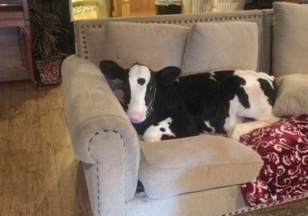 i wish i was baby cow on couch