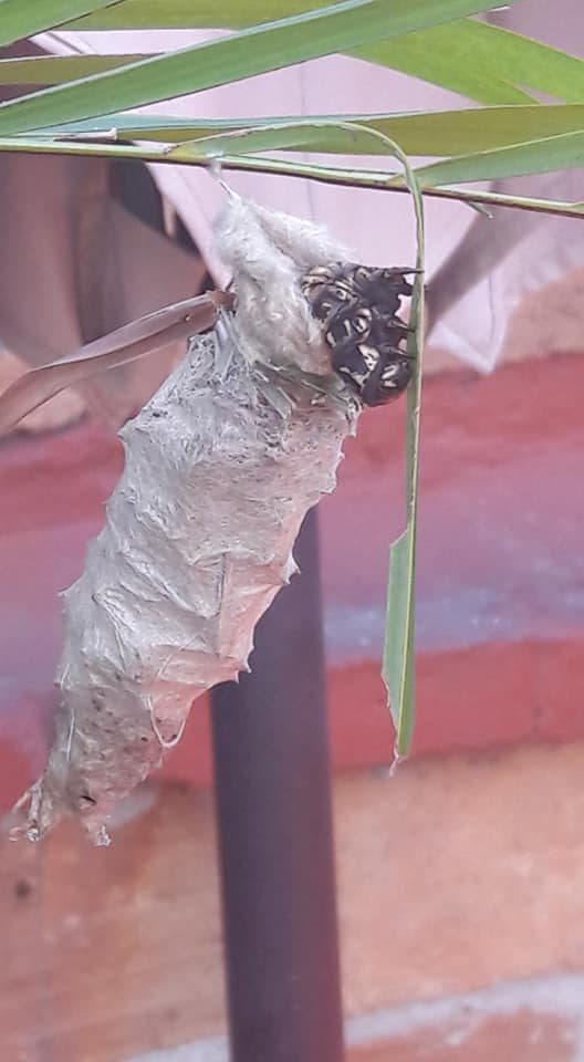 EstudioPV's tweet photo. Tiny cocoon and Big cocoon living and growing at Estudio <3 🐛🦋 https://t.co/PyVT8ABISW
