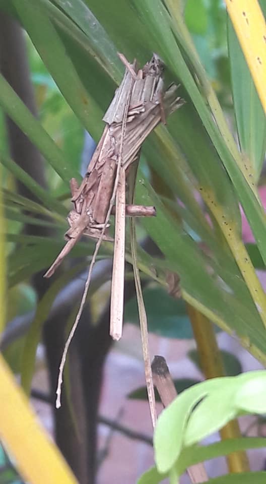 EstudioPV's tweet photo. Tiny cocoon and Big cocoon living and growing at Estudio <3 🐛🦋 https://t.co/PyVT8ABISW