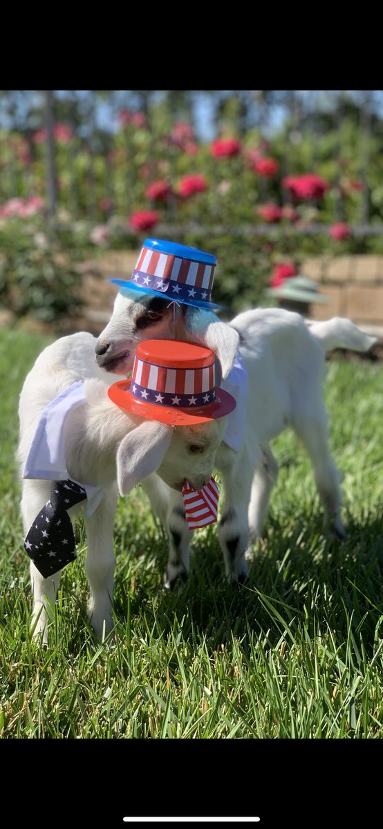805goats's tweet photo. Happy 4th of July ❤️💙🎆🐐🌳#goats #fireprevention https://t.co/3UdpGhi2Iv