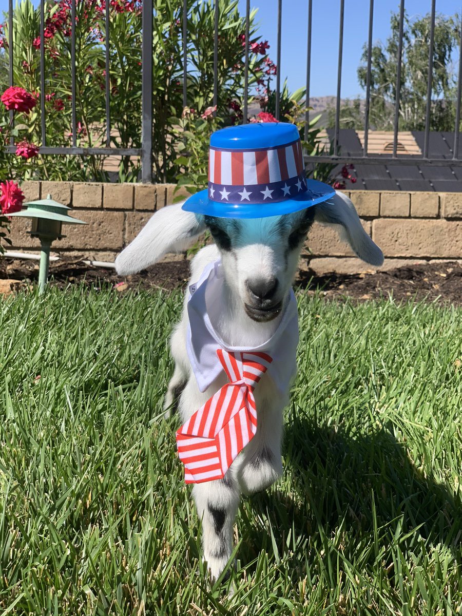 805goats's tweet photo. Happy 4th of July ❤️💙🎆🐐🌳#goats #fireprevention https://t.co/3UdpGhi2Iv