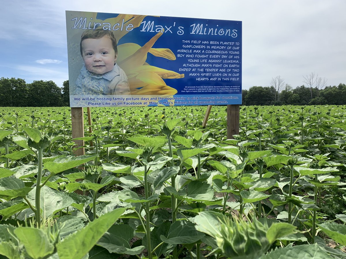 vantaygefarms's tweet photo. Miracle Maxs’Minions are prepping for soft opening July 8 for your photo op and pick a bouquet. Corner of #21 and Mill Road in Bayfield. Donation boxes and E transfer accepted. https://t.co/wr5qrRGedG