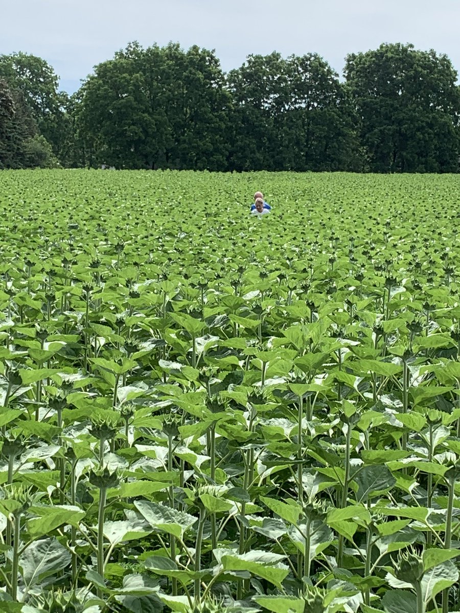 vantaygefarms's tweet photo. Miracle Maxs’Minions are prepping for soft opening July 8 for your photo op and pick a bouquet. Corner of #21 and Mill Road in Bayfield. Donation boxes and E transfer accepted. https://t.co/wr5qrRGedG