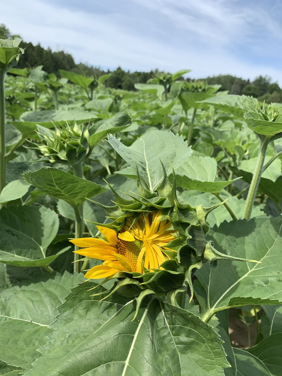 Miracle Maxs’Minions are prepping for soft opening July 8 for your photo op and pick a bouquet. Corner of #21 and Mill Road in Bayfield. Donation boxes and E transfer accepted.